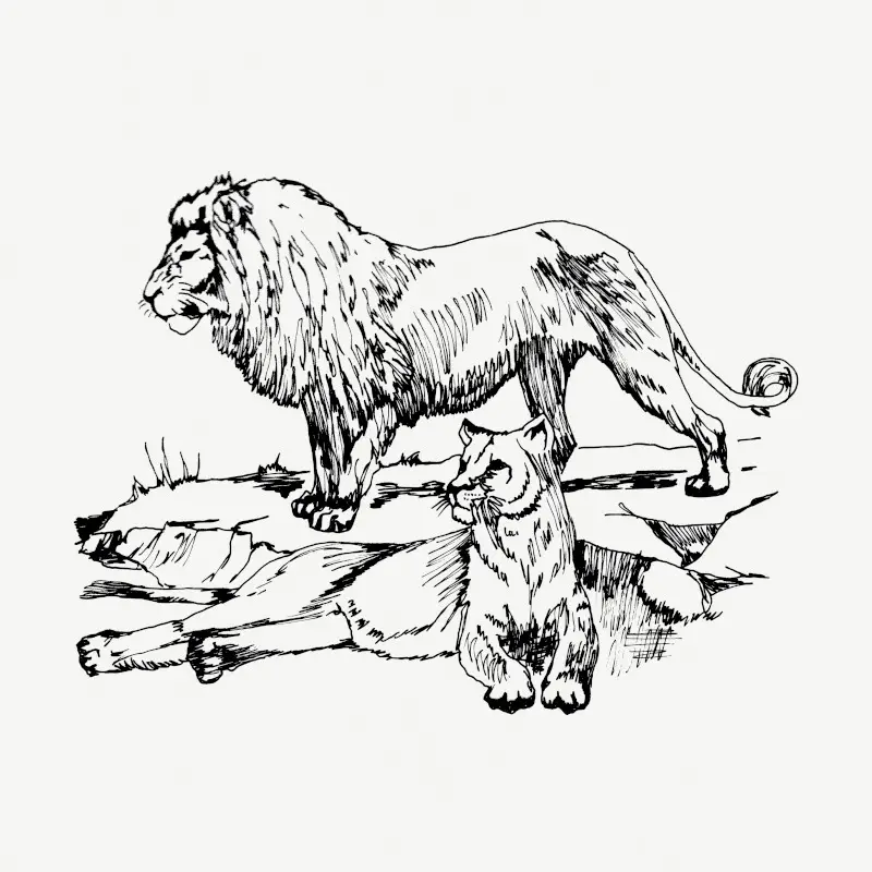 Lions drawing, vintage animal illustration